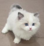 Cat - Elegant Hunter Cat